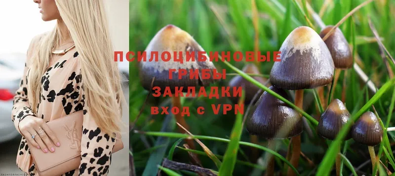 продажа наркотиков  omg tor  Псилоцибиновые грибы Psilocybe  Новоаннинский 